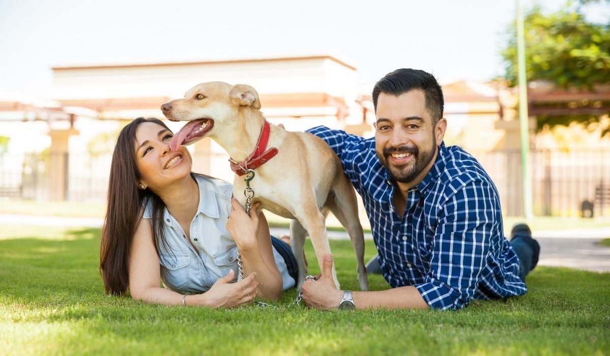 Köpekler için Suni Çim Tavsiyesi